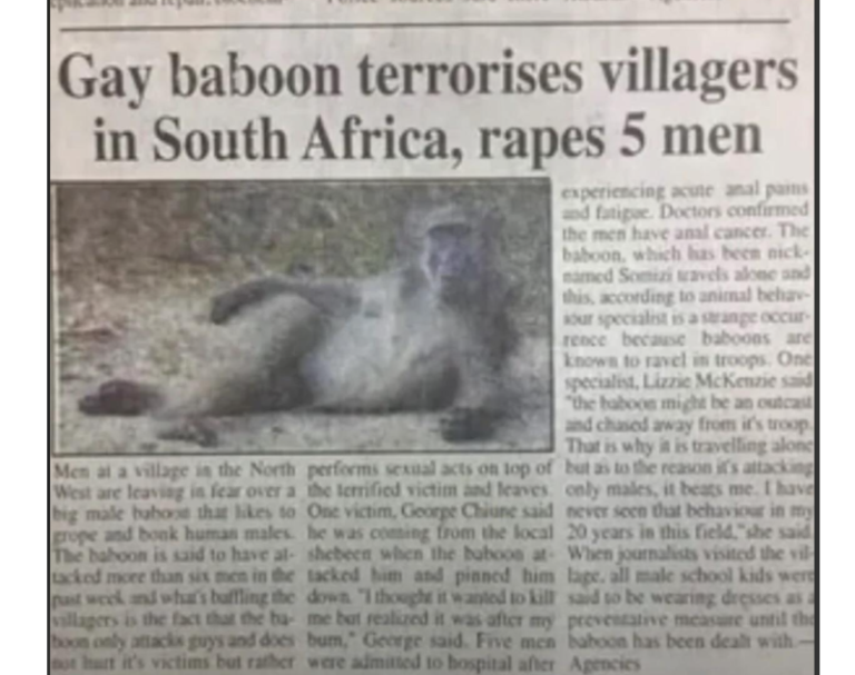 gay baboon