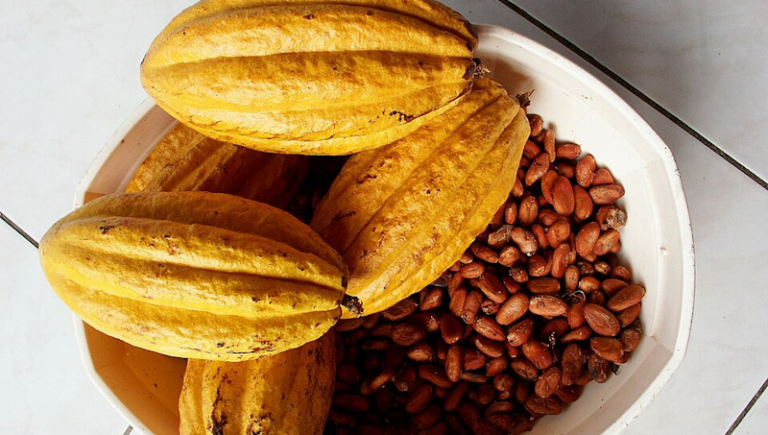 cacao
