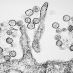 virus hanta1
